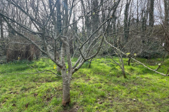 Apple-tree-pruning-1