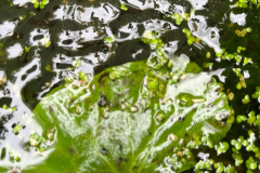 Frog-Spawn-in-the-Pond