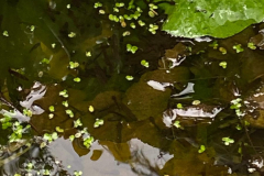 Tadpoles-in-the-pond